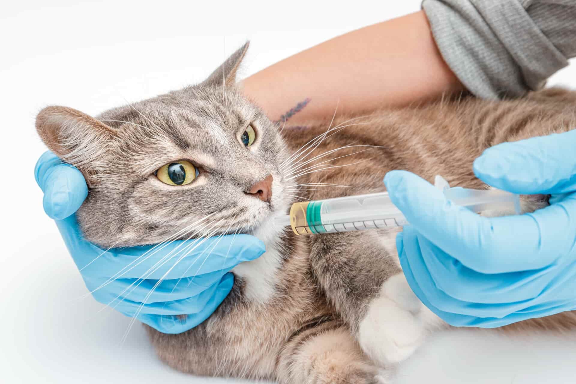 Новые подходы в лечении панкреатита у кошек в клинике «Краснодог» города Краснодара